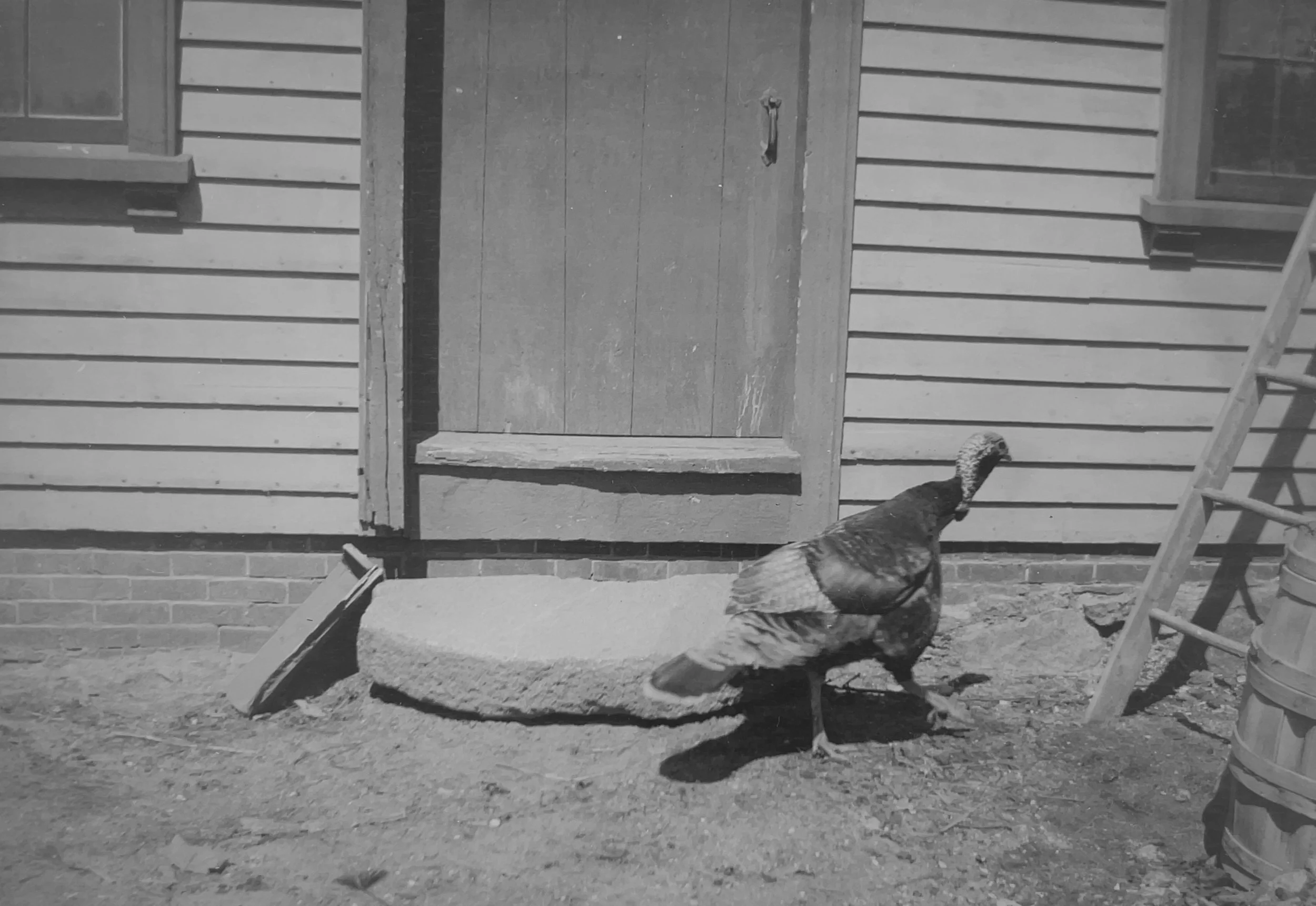 The Turkey Drives 