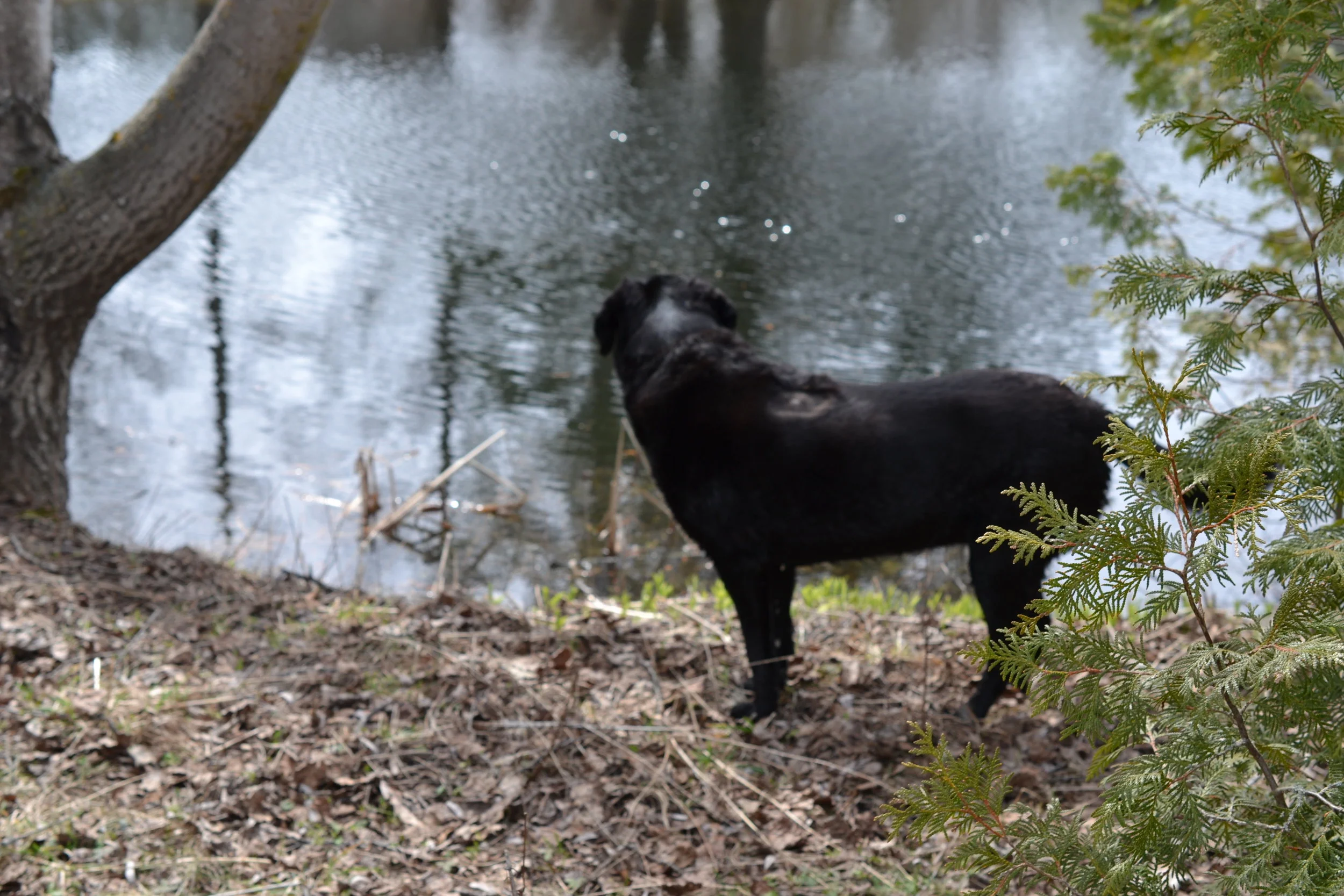 Lucy is our river expert as she does most of the stick retrieving and general splashing around