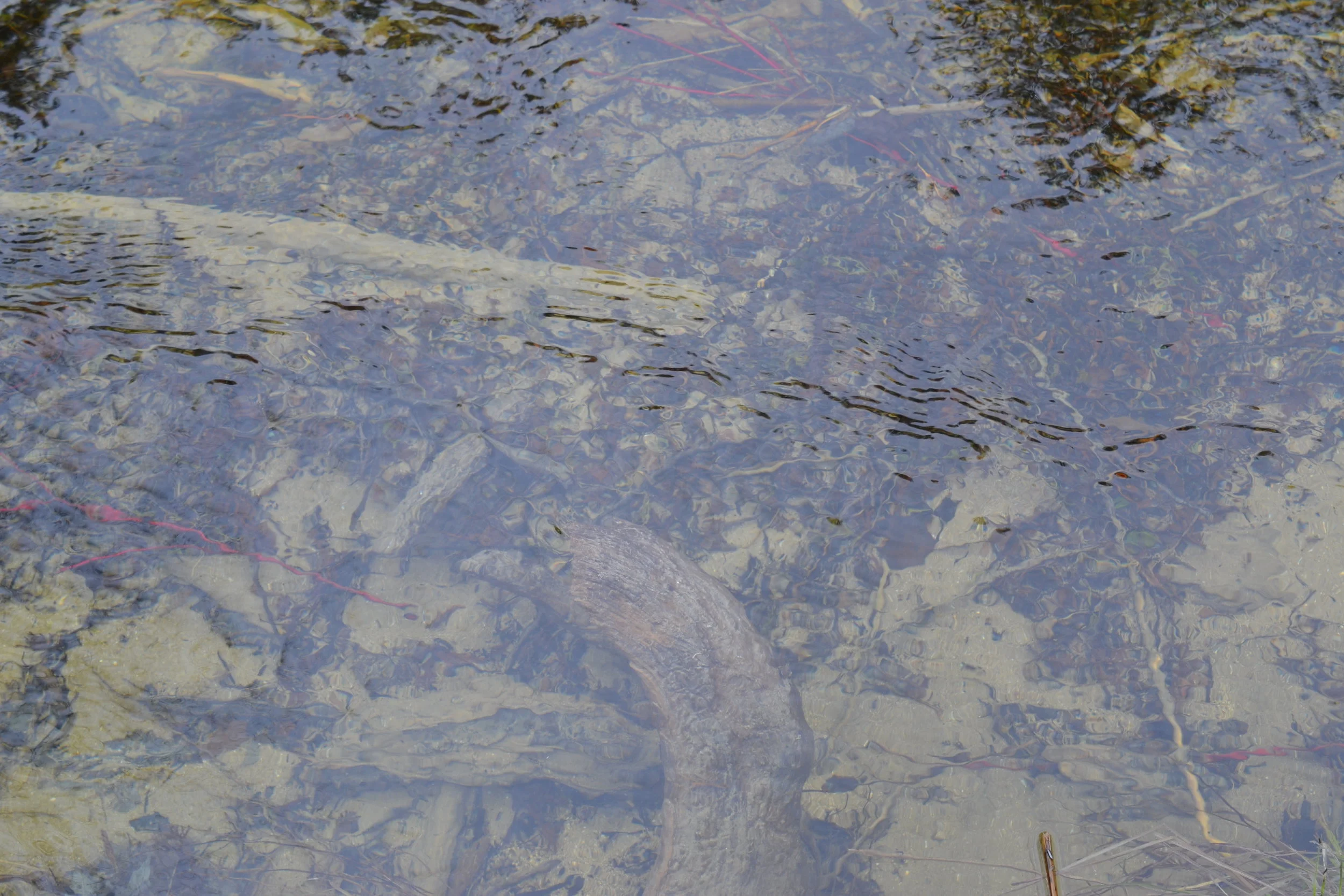 various bits of treasure on the river bottom...all 'lime-y'
