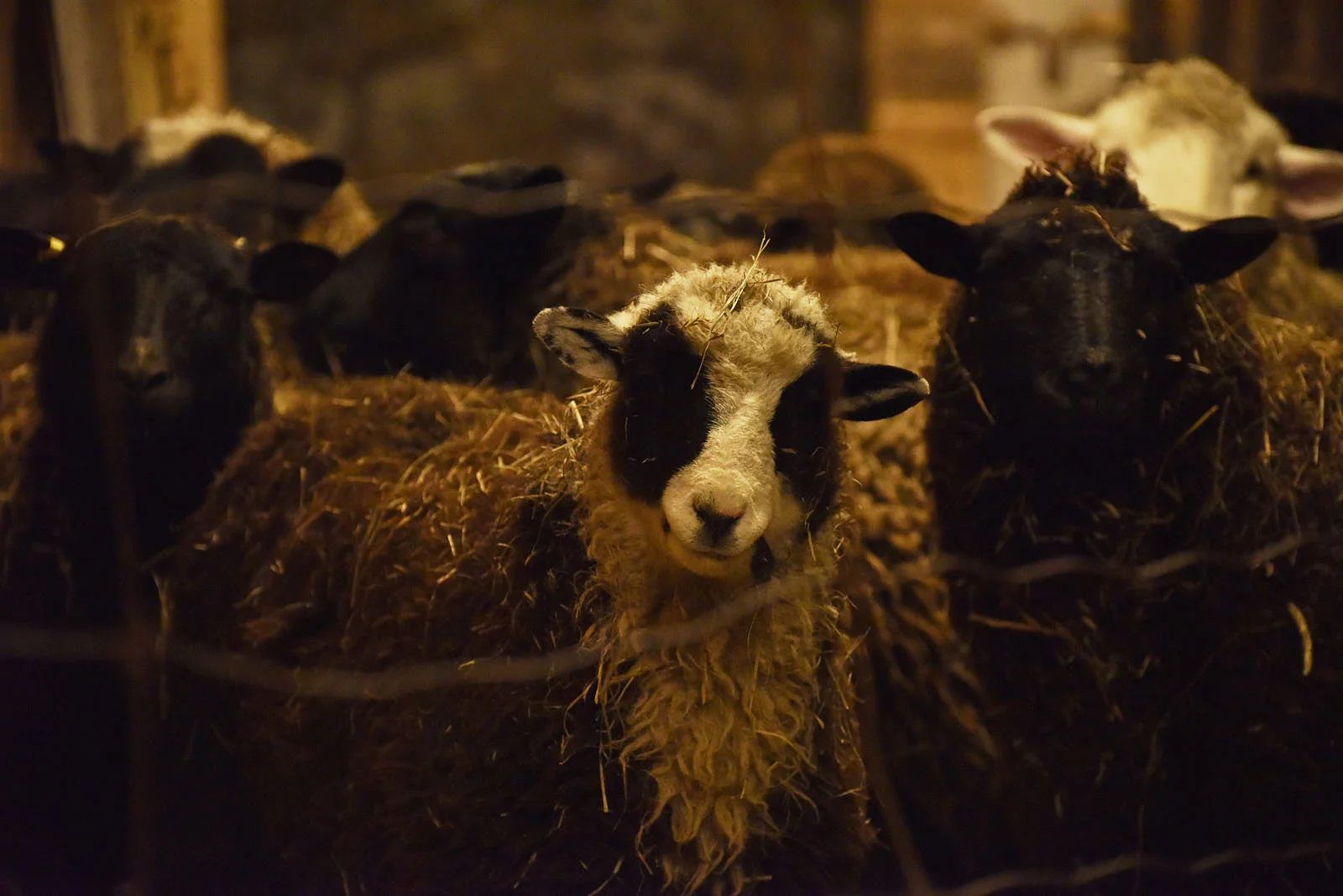 panda the sheep (Romney / Merino cross) 