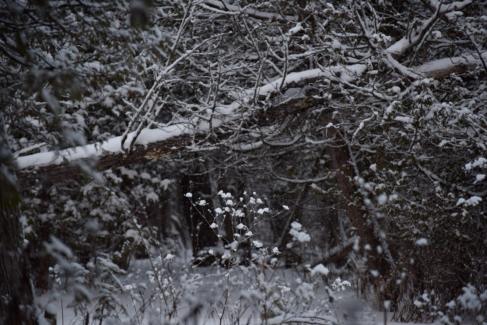 winter and things.Jan.18 60.jpg