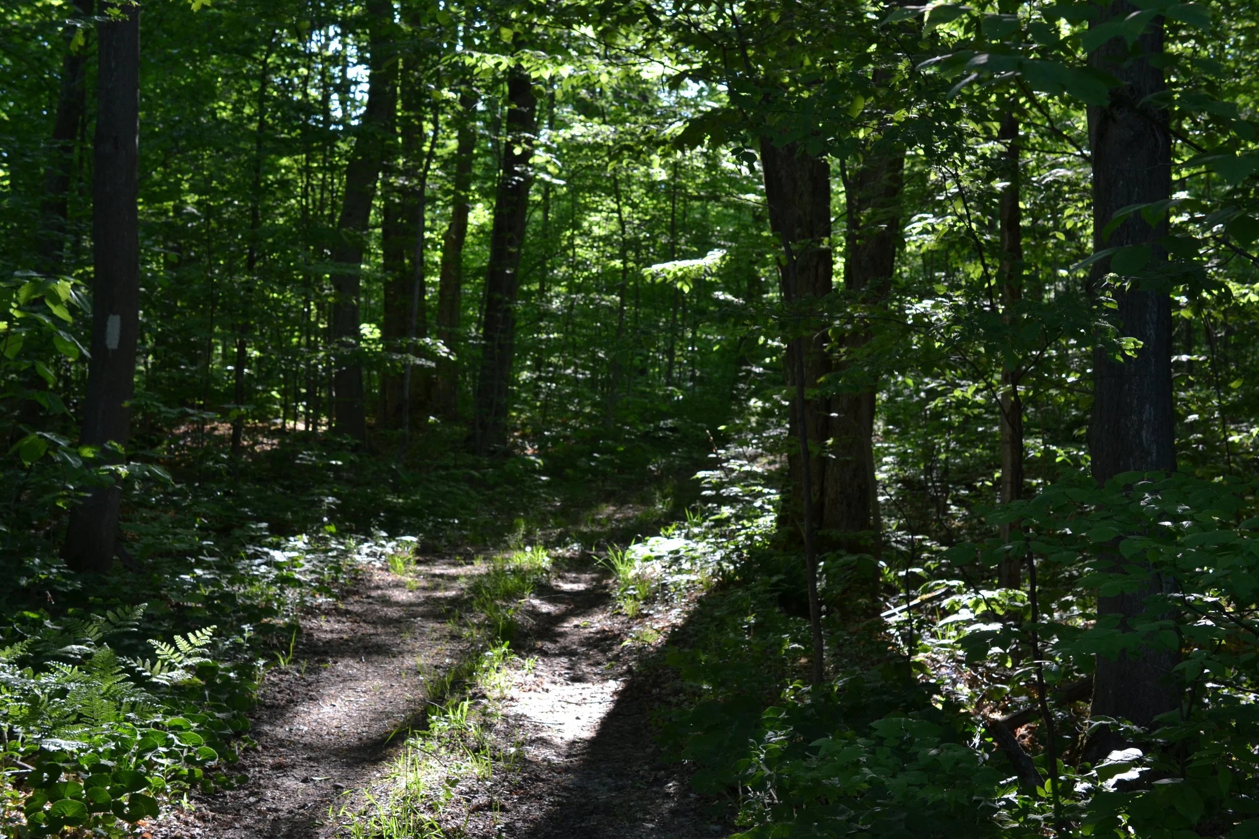 a summer hike through Kinghurst Forest