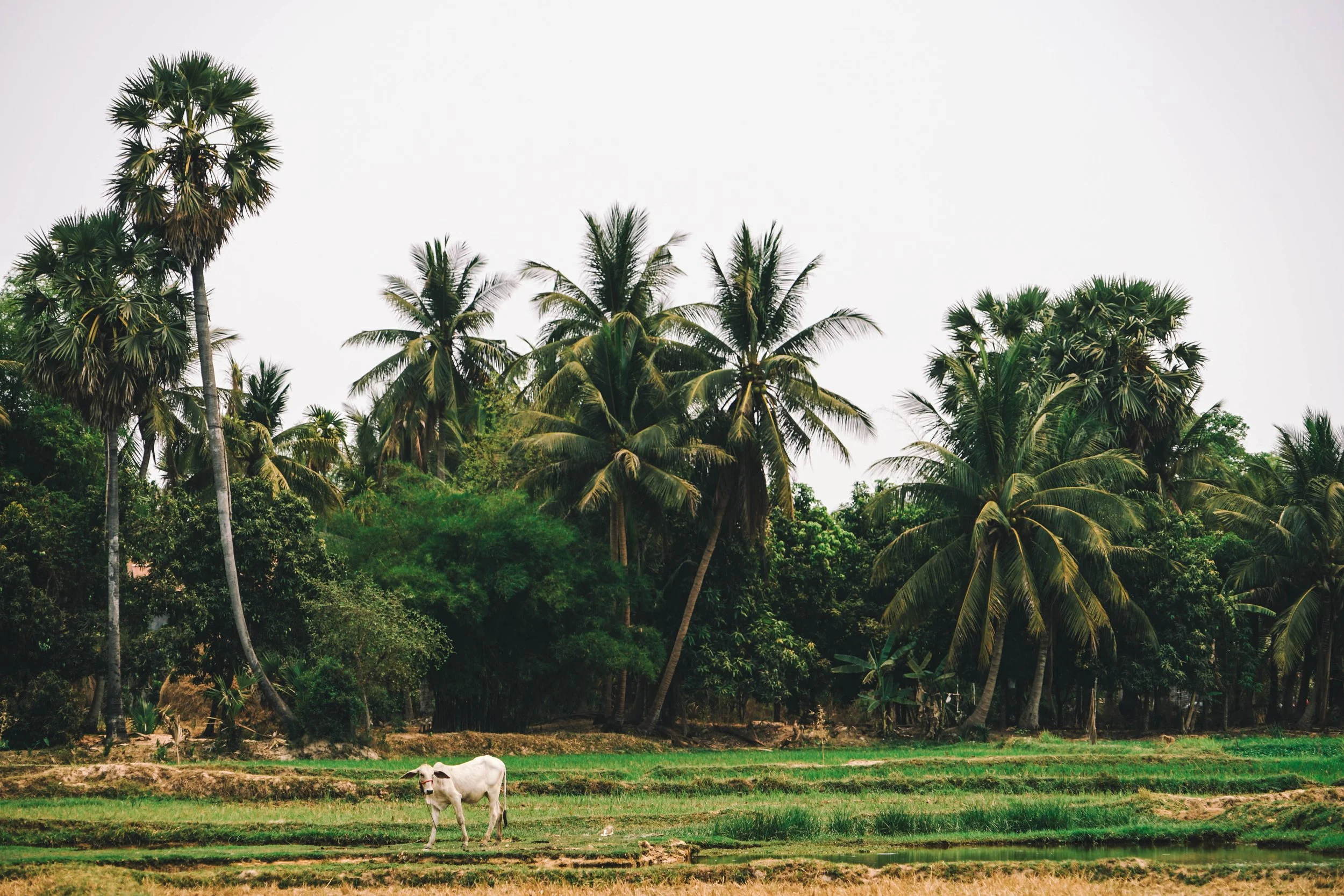My Cambodian Adventure & Dilemma 