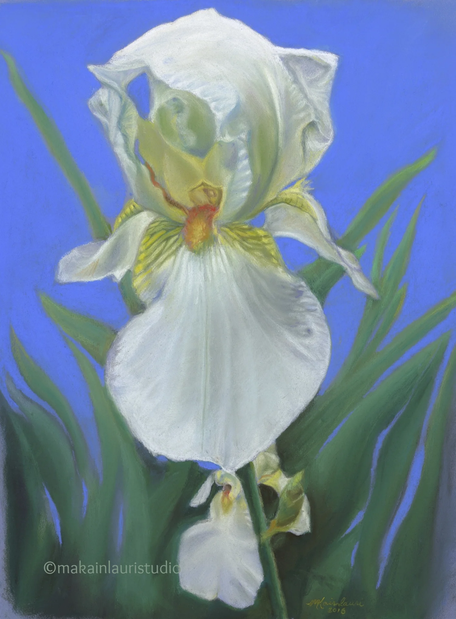 Splendor in White.jpg