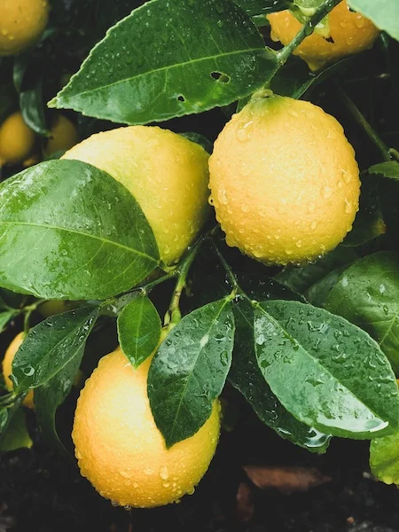 Meyer Lemons_Cake Bloom.jpg