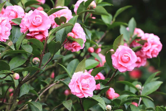 photo credit: Flowermeaning.com