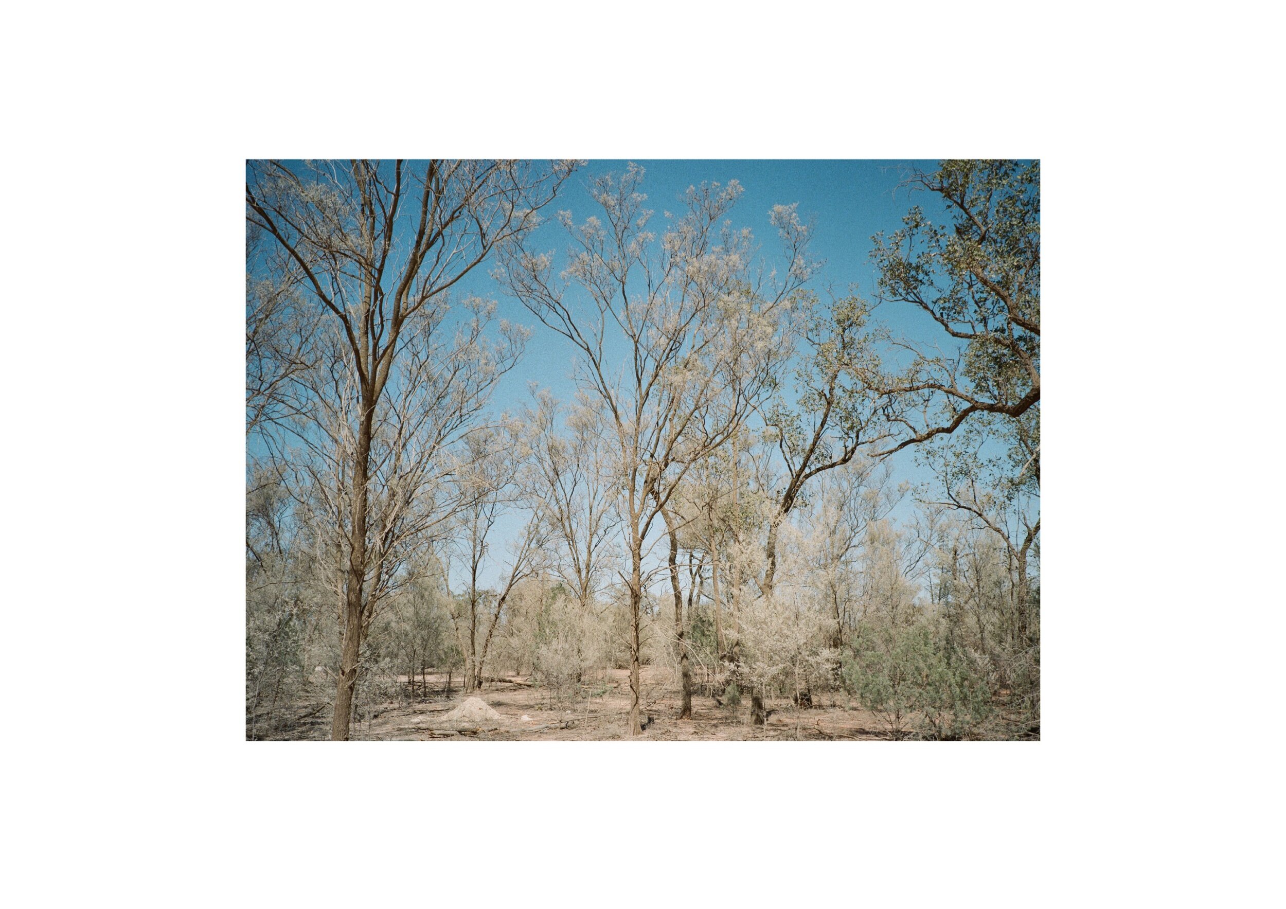 Location- Grawin, NSW Date-2018