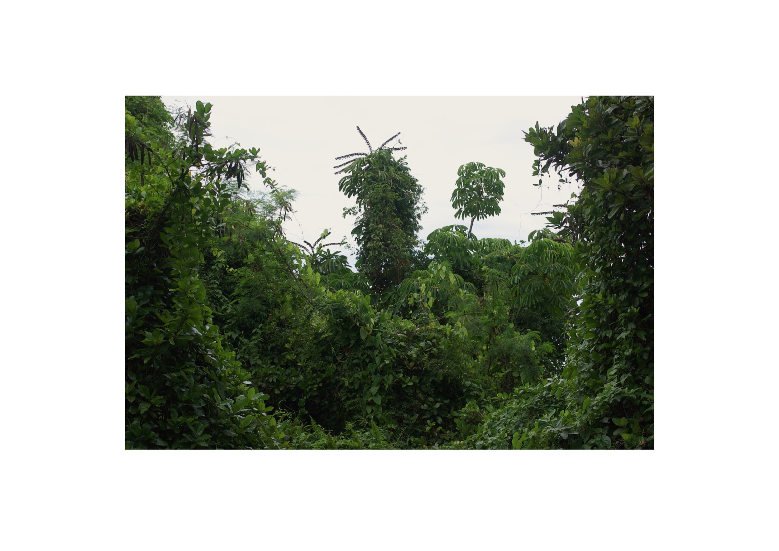  Location- South Noumea   Date- 2017 