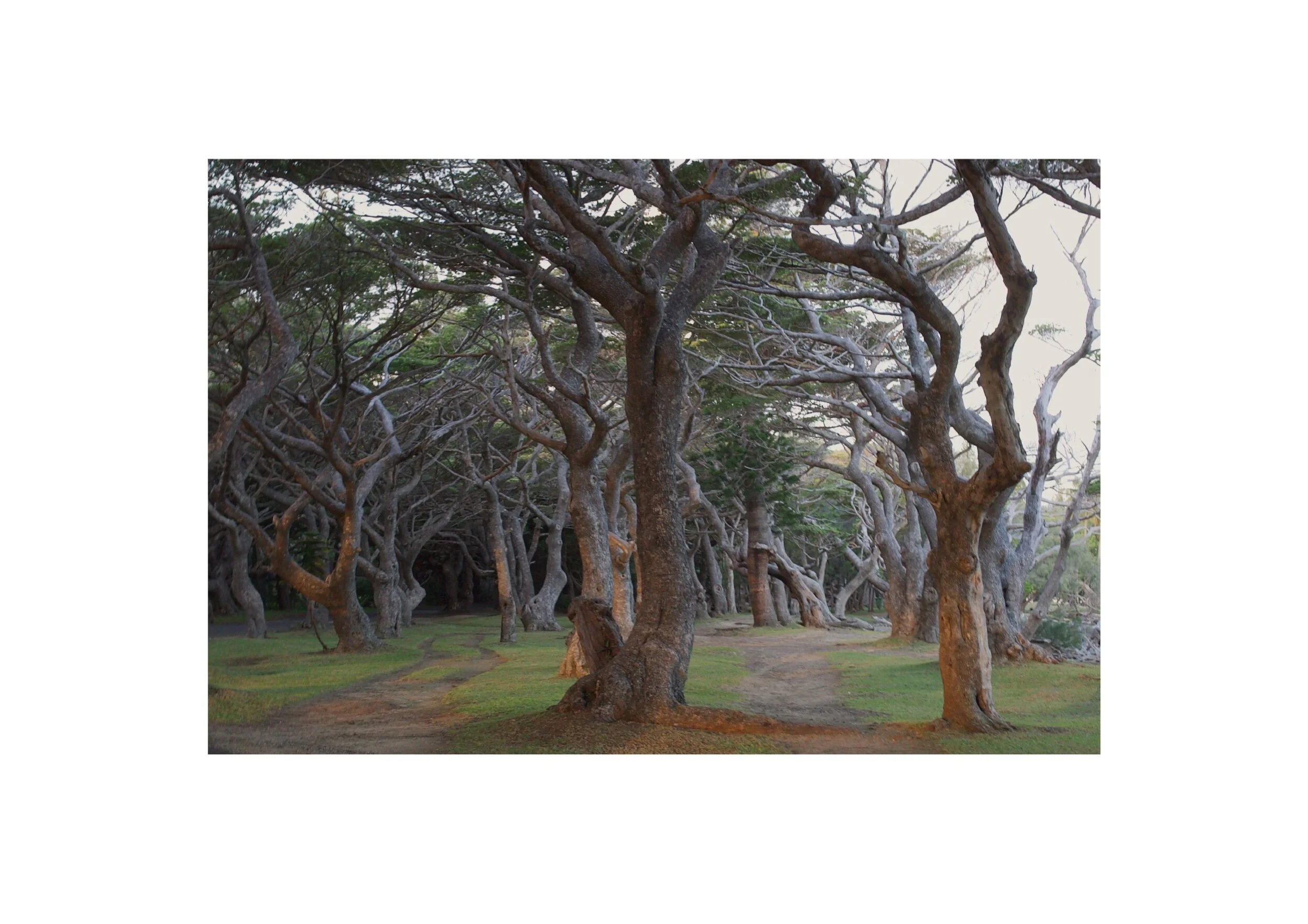  Location- Isle of Pines  Date- 2017 