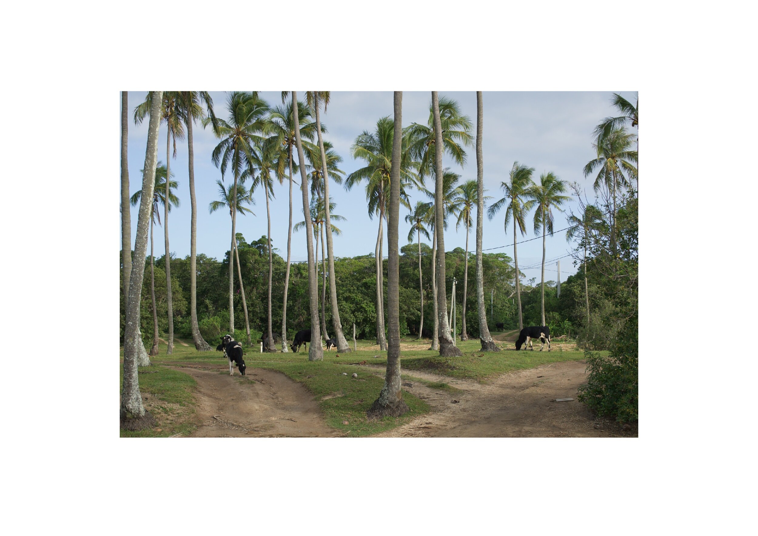  Location- Isle of Pines  Date- 2017 