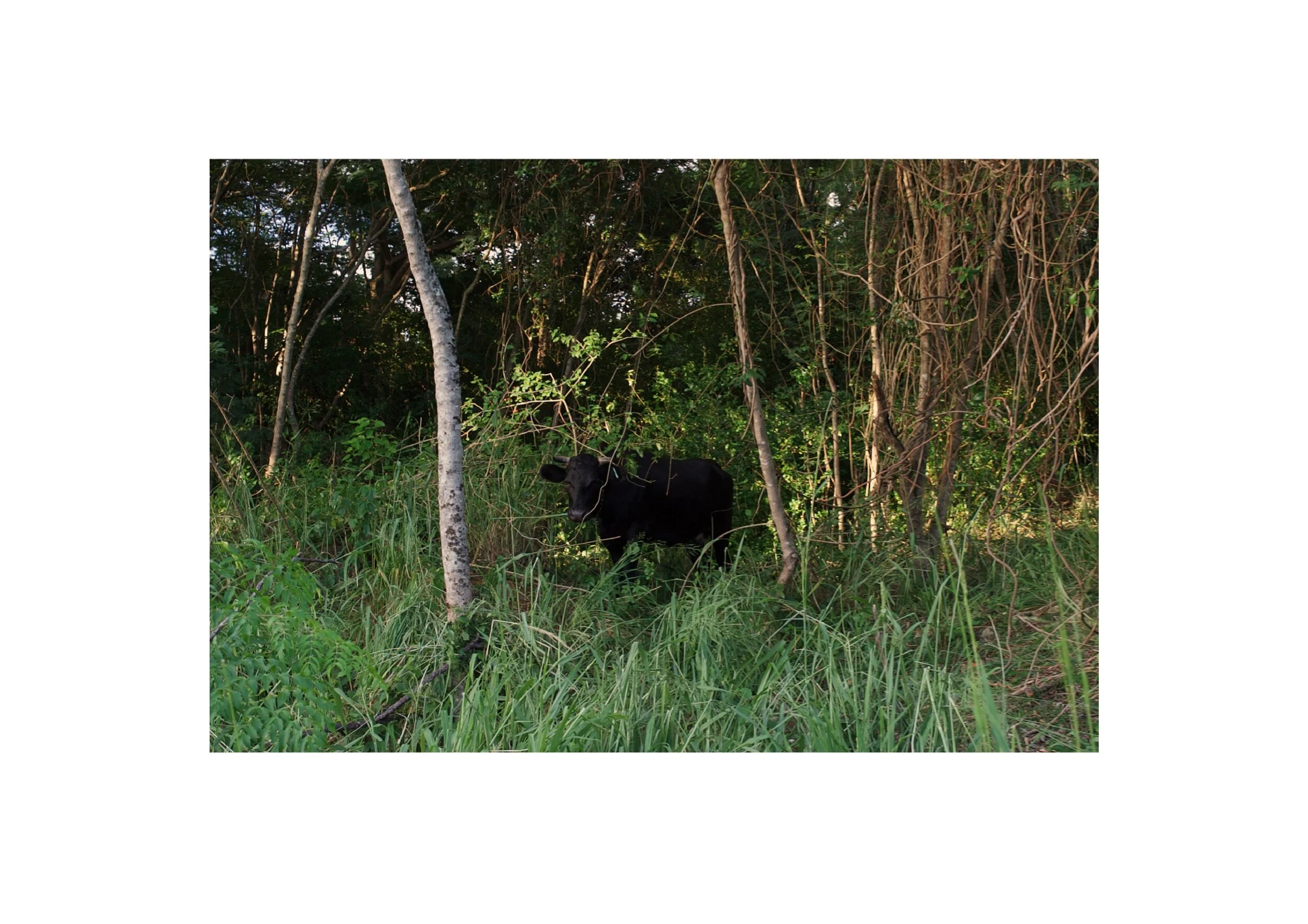  Location- Isle of Pines  Date- 2017 