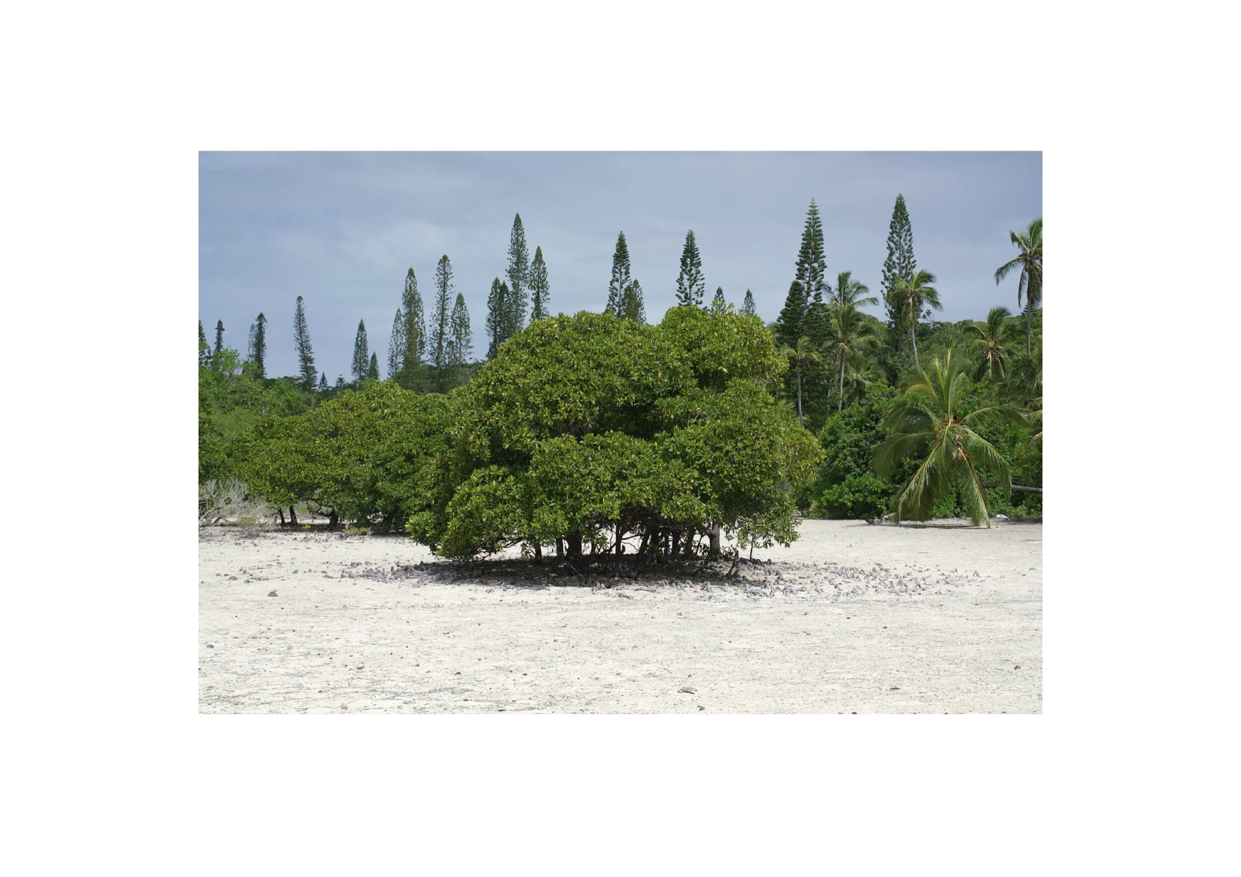  Location- Isle of Pines  Date- 2017 
