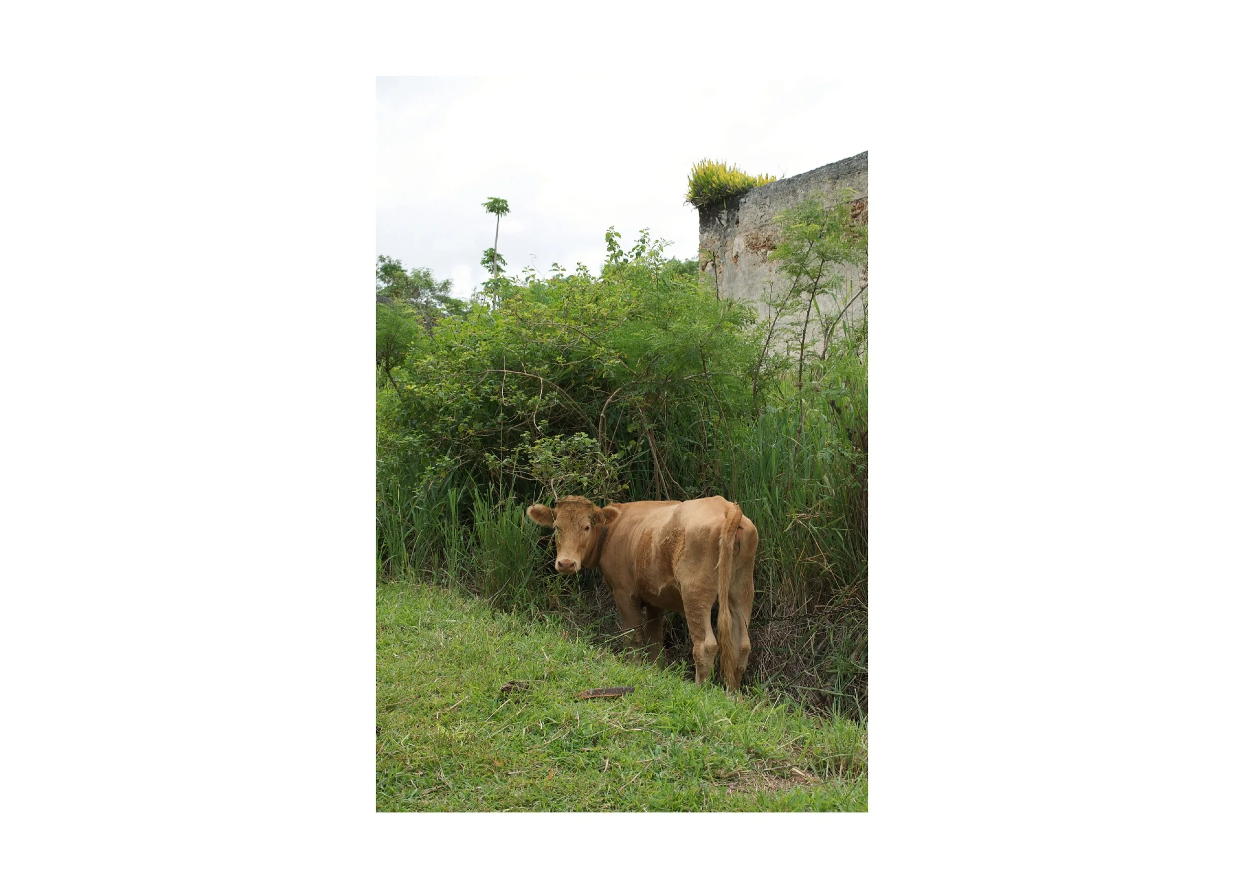  Location- Isle of Pines  Date- 2017 