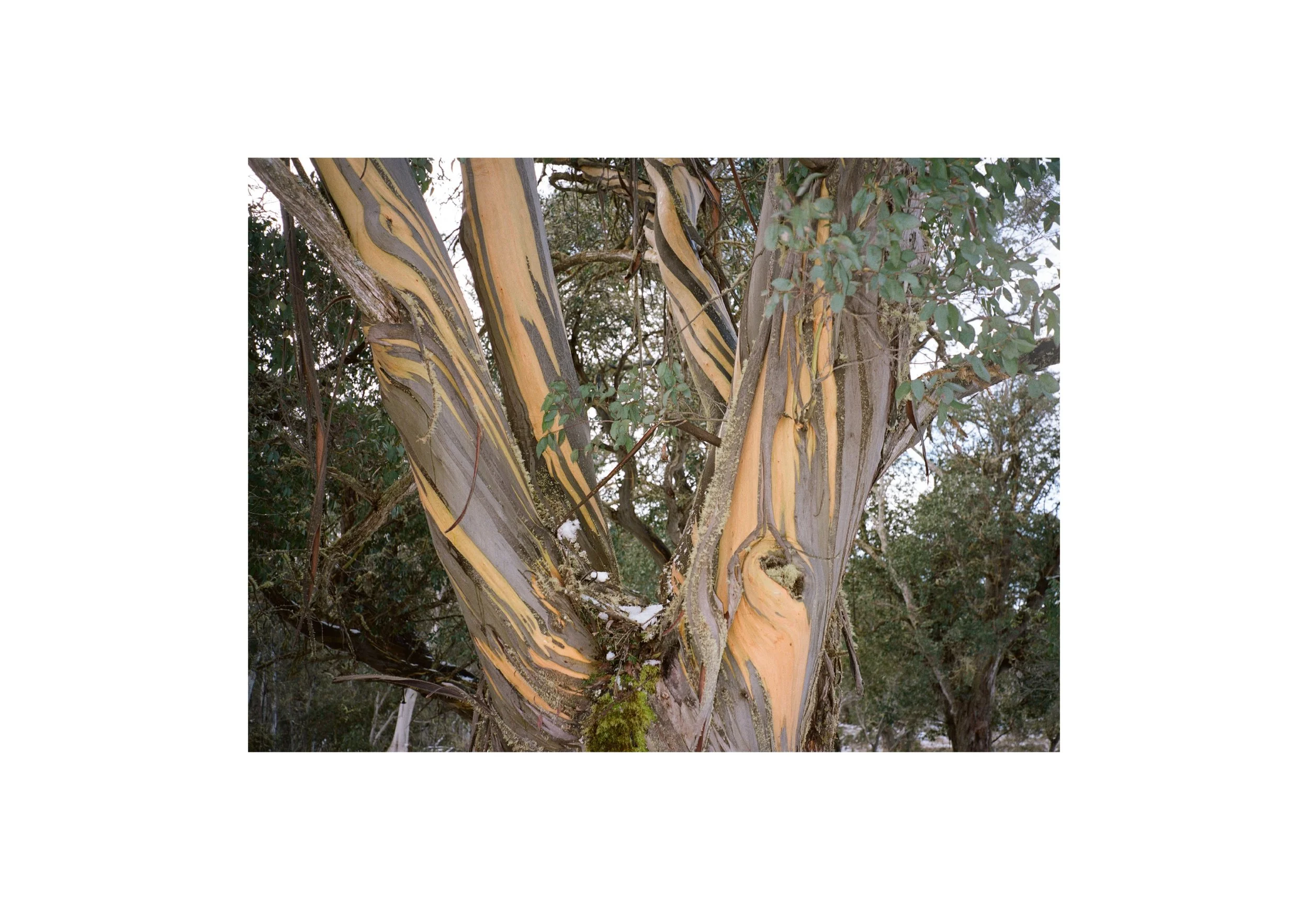 Gippsland_May-August__2022_Part_1 32.jpg