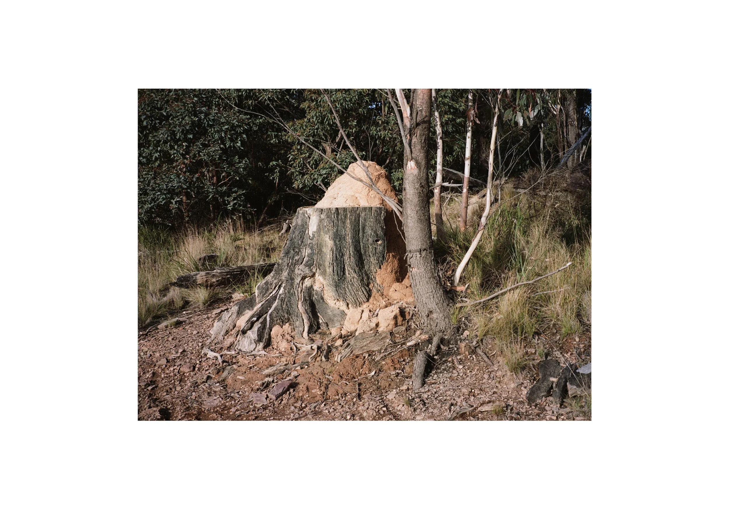 Gippsland_May-August__2022_Part_2 23.jpg