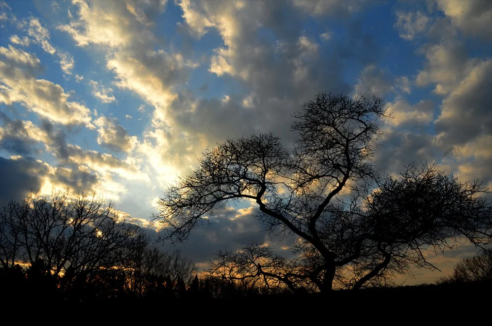 travel_arboretum2.jpg