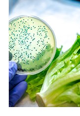 Photograph of salmonella detection on lettuce.