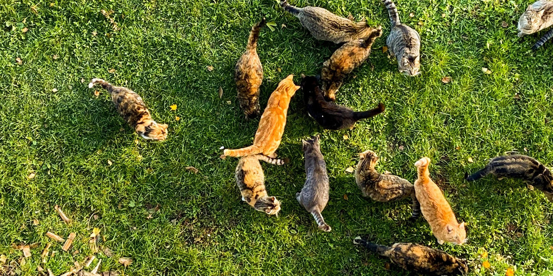 Project Management for eLearning, Part 1: It’s Kind Of Like Herding Cats