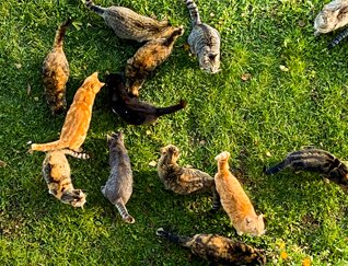 Photograph from above of large group of cats playing together in grass.