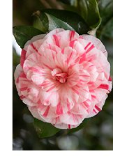 Photograph of white and pink peppermint camelia flower.