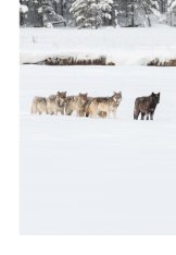 Three wolves walking through snow, led by their pack leader wolf.