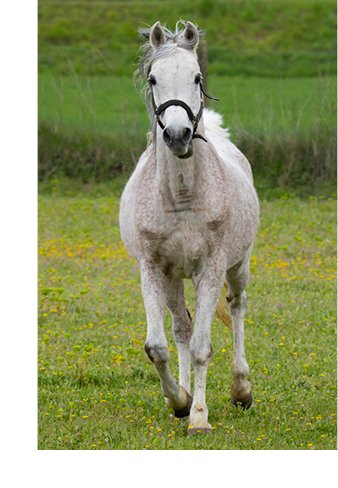 Photograph of white horse galloping over green grass