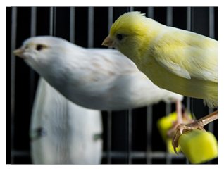 Photograph of white and yellow canary positioned in cage to sense dangerous fumes.