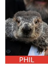 Photograph of groundhog with text PHIL overlaying image