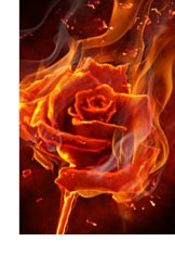 Stylized illustration of a red rose lit on fire.