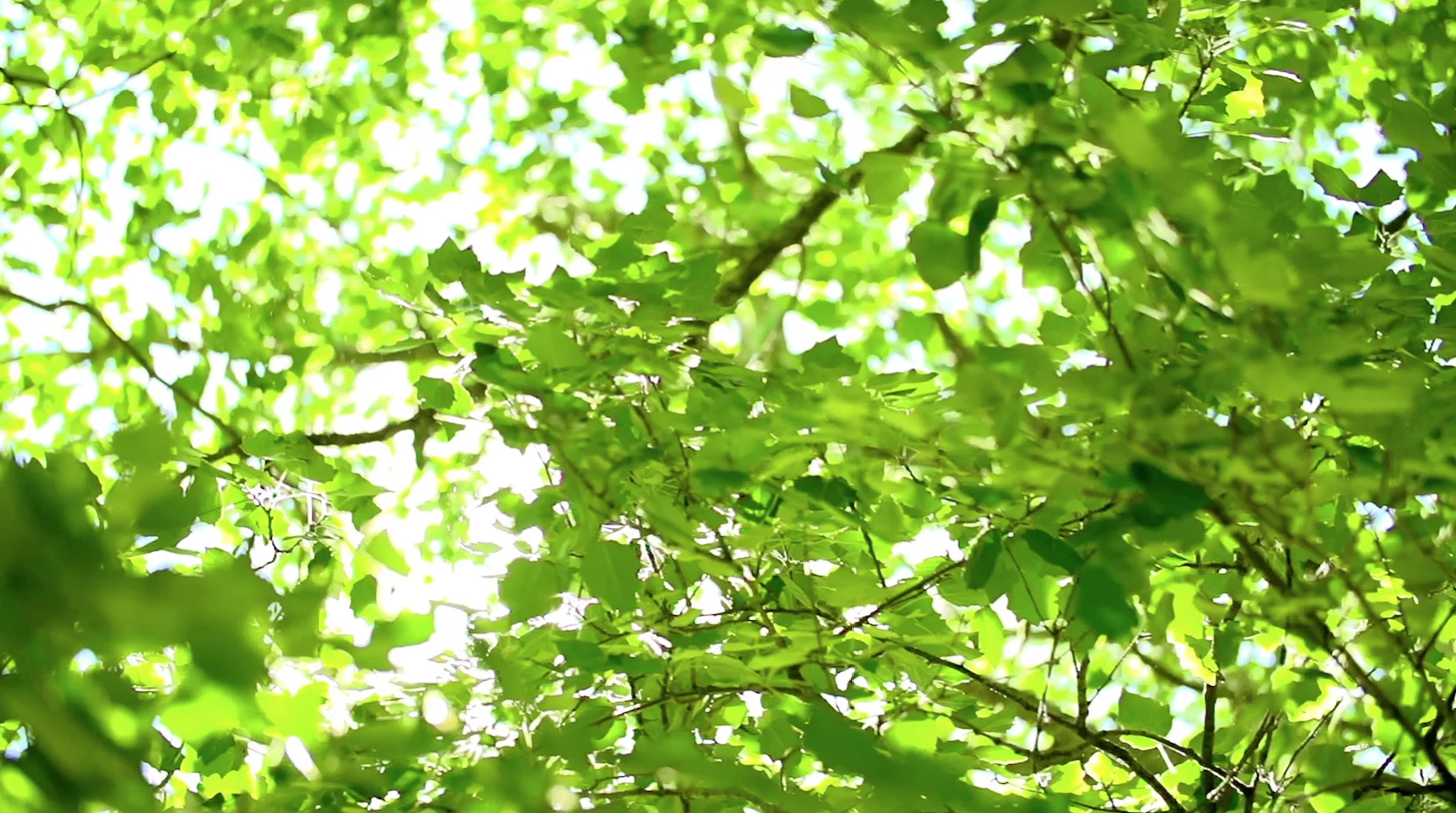 responsible-investing-westmount-financial-rick-maggi.jpg
