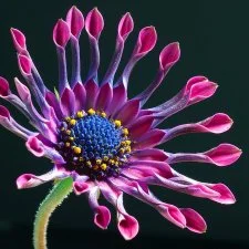 flower-pic.jpg