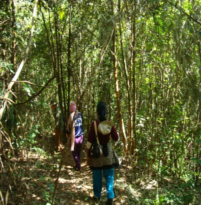 Collection of medicinal plants.