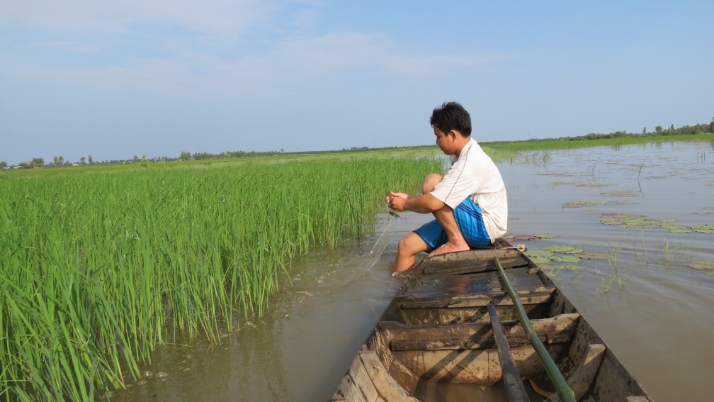  Farmer collecting freshwater fish in the floating rice fields during the flood season (Credit: Huynh Ngoc Duc) 