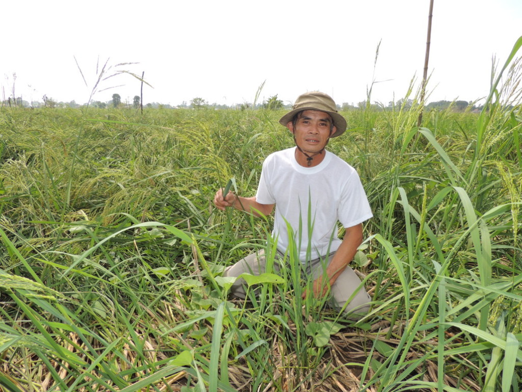  A floating rice farmer with his crop after flood waters have receded in Tan Long commune, Dong Thap province (Credit: Nguyen Van Kien) 