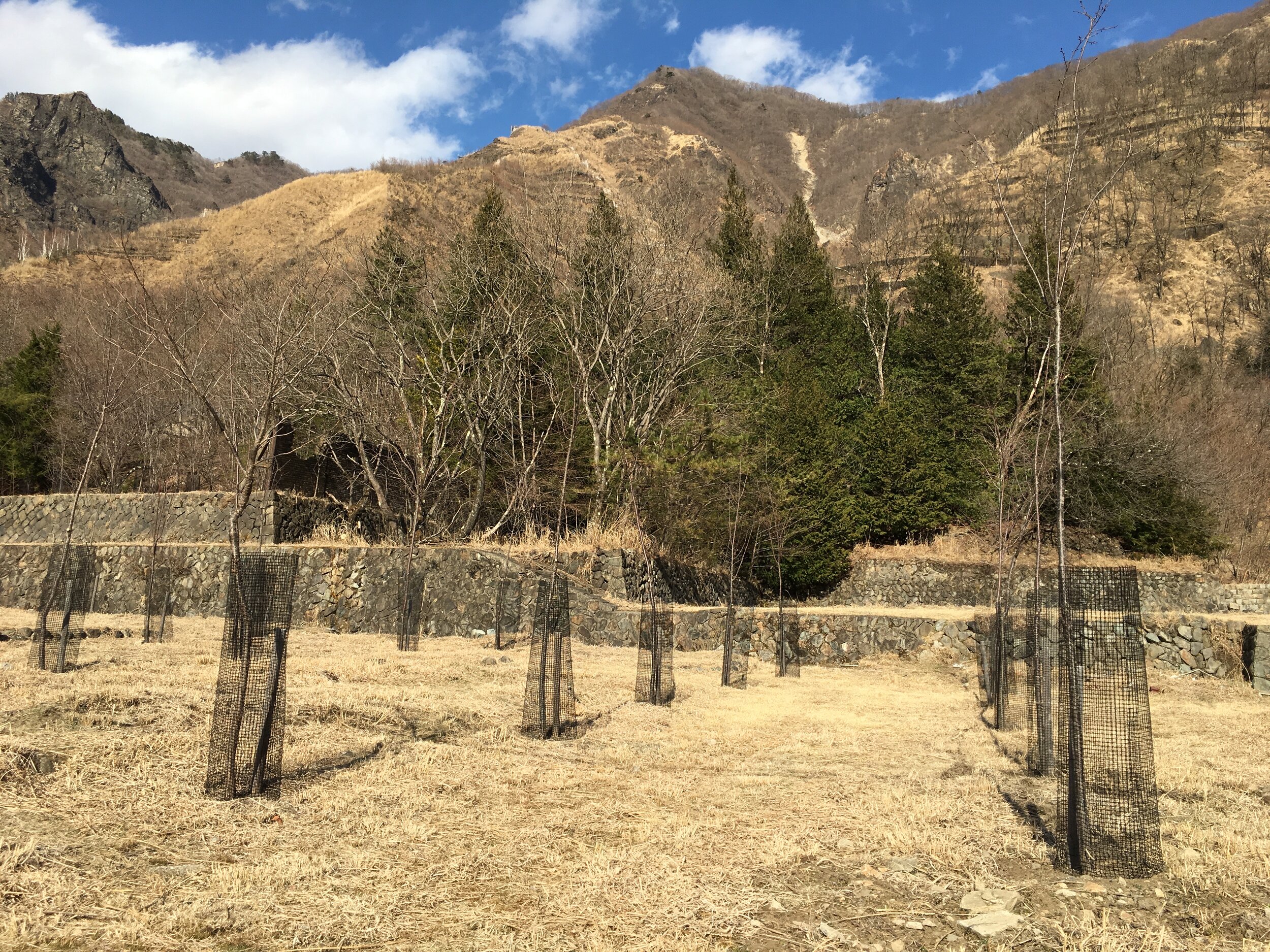  Photo 2: Today, communities work to restore the areas surrounding the now-closed Ashio copper mine, including reforestation of the mountains. (Credit: Takeshi Ito) 