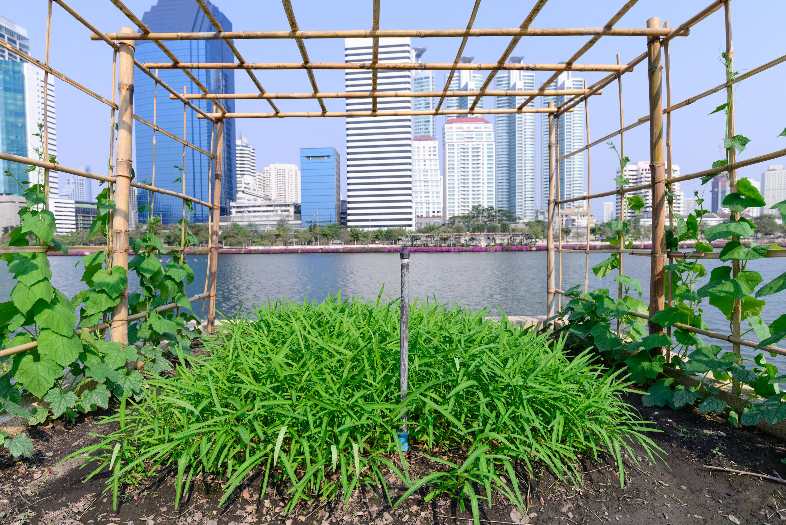   Assembling Urban Agriculture in Manila and Bangkok  