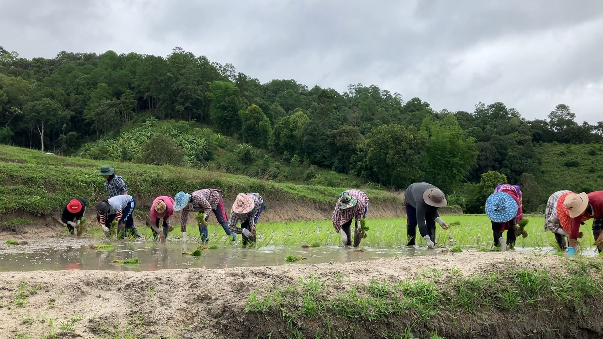  June: The community relies on labor exchange during rice planting, despite increasing hired labor  Credit: Shao Meng/ Host: Sustainable Agriculture Foundation Thailand  