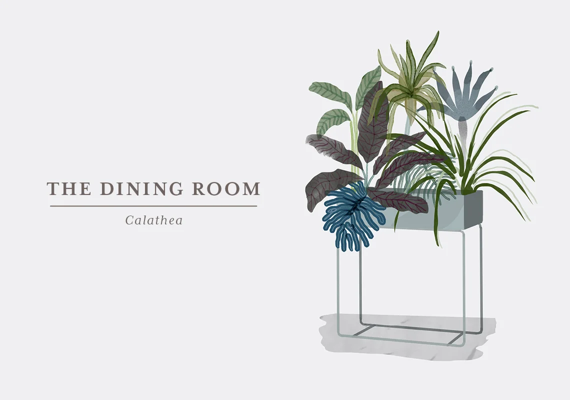Let’s be frank: Calatheas are not the easiest plants out there, but with their unique leaves and patterns they are so beautiful that they are definitely worth the trouble. They don’t like too much sun so make sure not to place them in a window – they will love a corner of your dining room. They can grow to be about 1 metre, so put them on the floor where it will usually also be a bit darker. The tricky part of this plant is that they depend on moist, which does not only mean that you have to water them 2-3 times a week; they also need a shower or to be misted with lukewarm water. This is also to keep the leaves free from dust, as that will limit its ability to absorb light and humidity of other plants in the room.