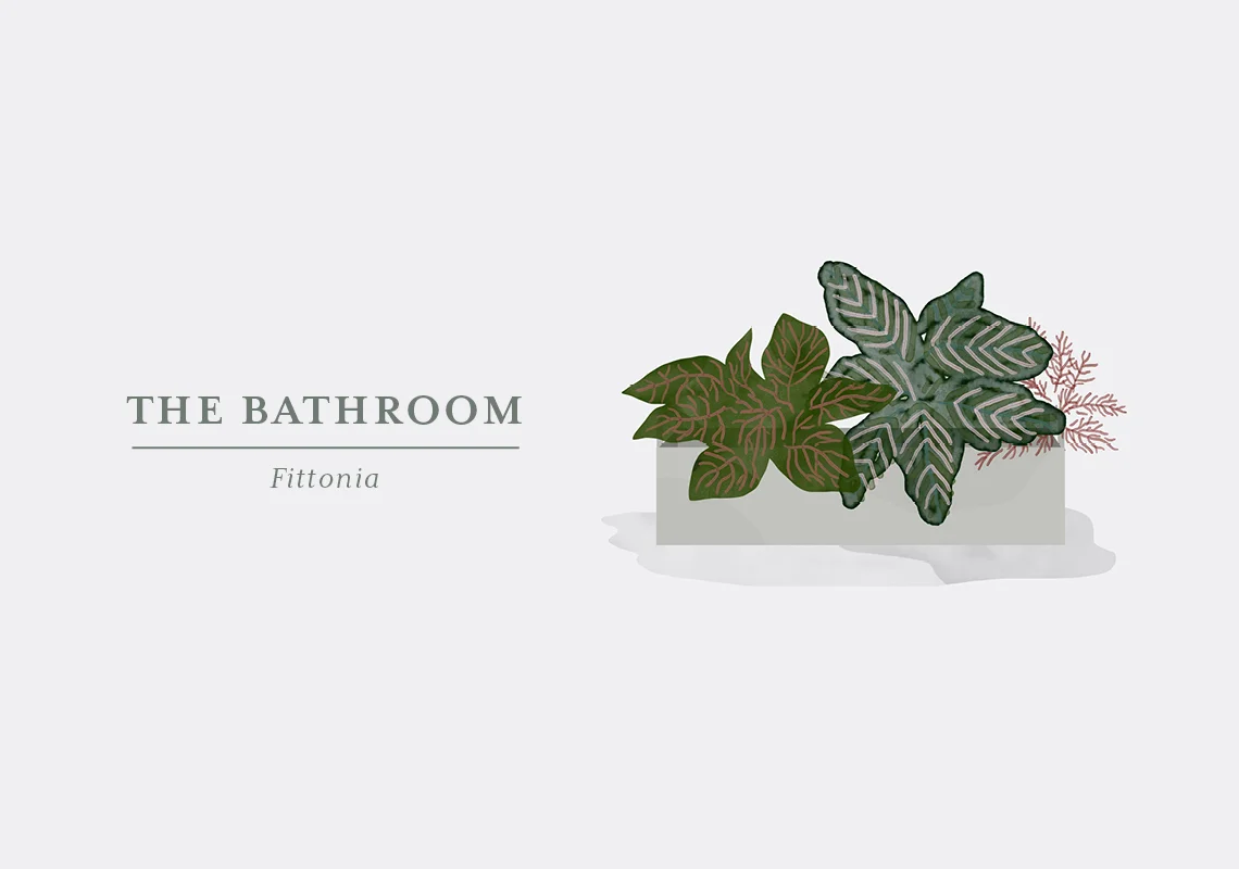 The trick to matching plants with a specific room in your home is getting to know the plants and their natural habitat. Fittonia grows in South America in tropical forests and is used to less light and high humidity. That is why it will thrive in your bathroom, even if you don’t have a large window. You can also put it in a terrarium which is the household equivalent to the jungle, Fittonia is used to. The Fittonia is also known as Mosaic Plant due to the marvellous texture of the leaves which can be found in several different colours. The plant is a creeper, so you might want to put it in a hanging pot – that way you’ll also save some room.