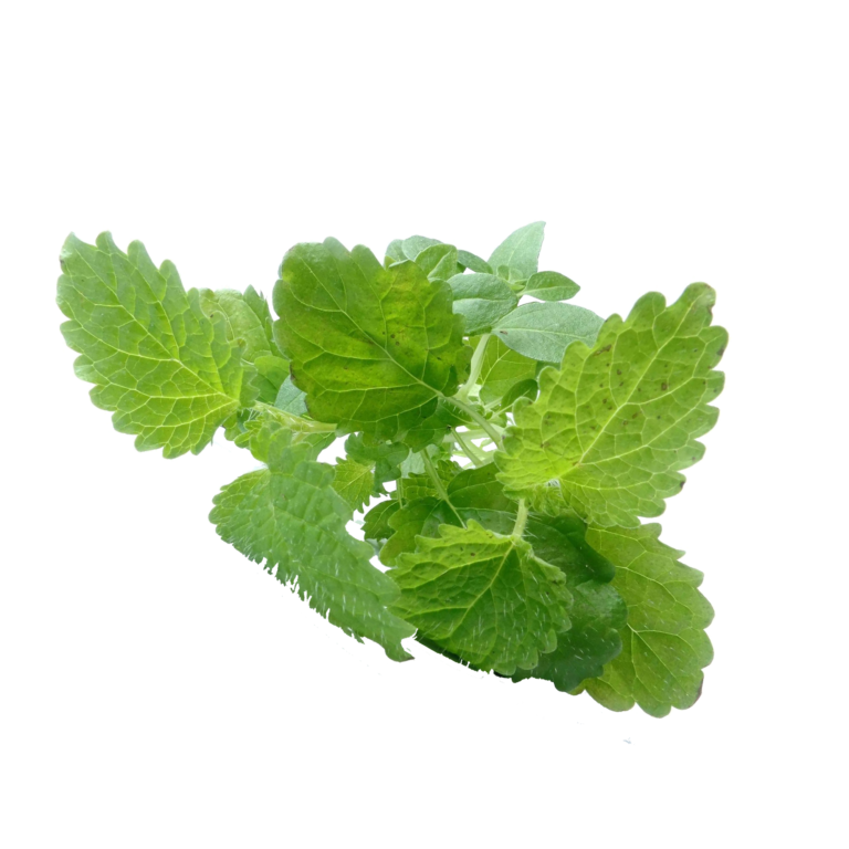 lemon-balm-768x768.png