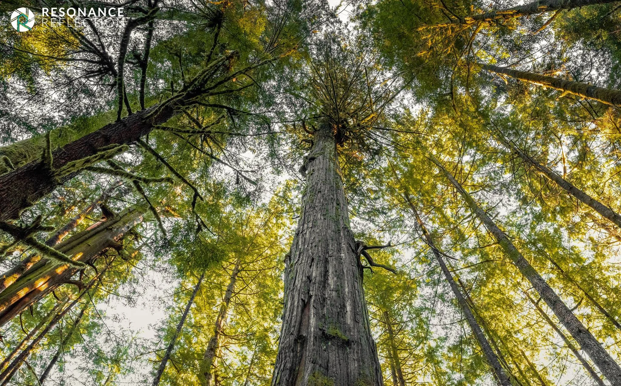 avatar grove 1.jpg