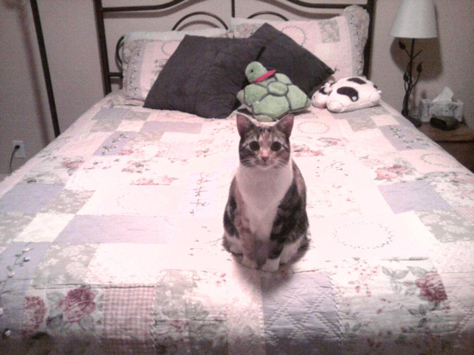 Pay no mind to the cat my mother adopted to replace me when I moved to New York- this image demonstrates the immaculate condition of the guest bedroom.&nbsp;