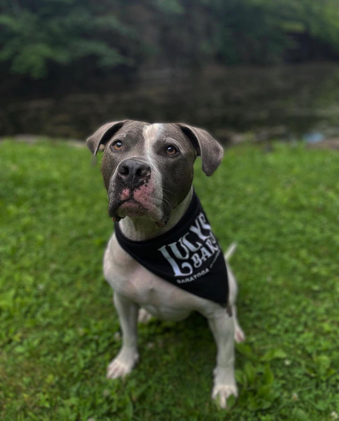 These fur friends are Saratoga Summer ready! @lucysbarsaratoga 🐾