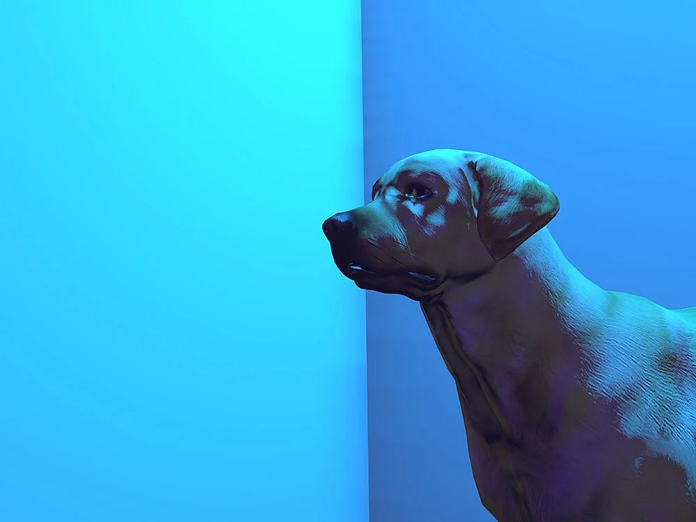 'The Dog Isn't Afraid of Fireworks' 2018