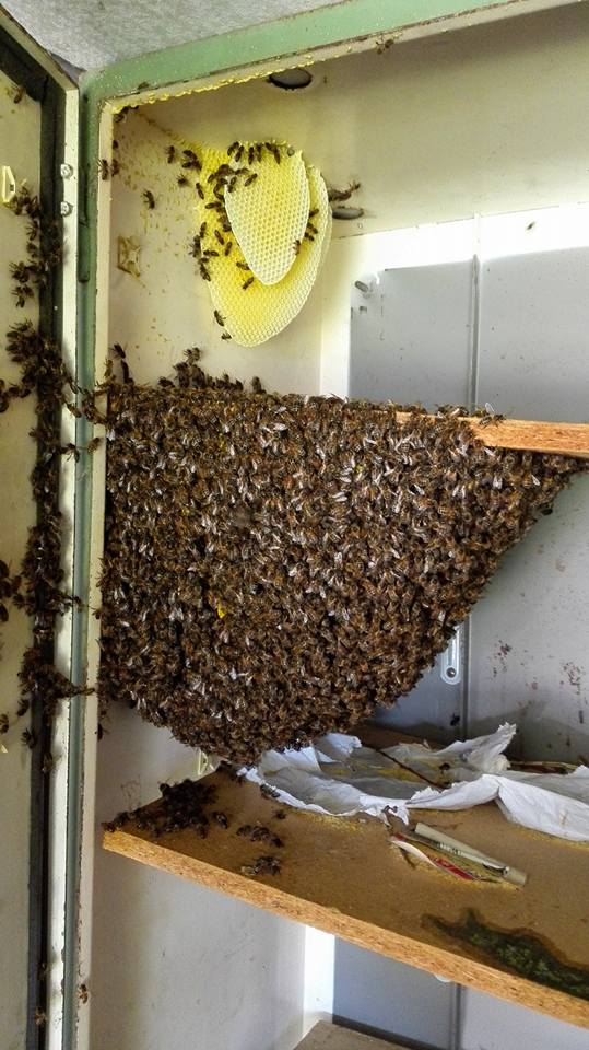 Cupboard swarm.jpg