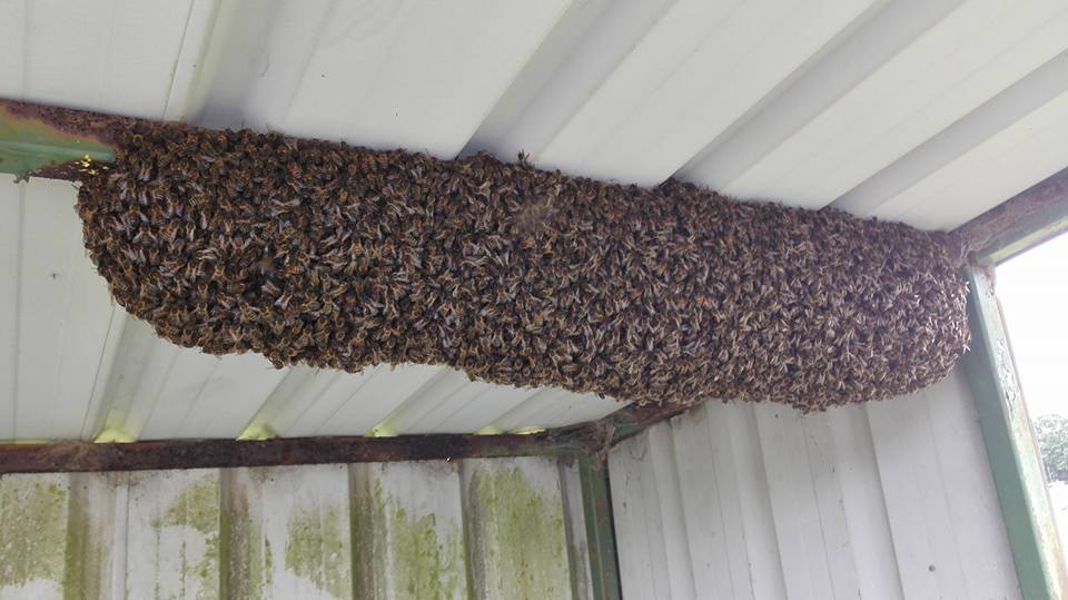 Bus shelter swarm.jpg