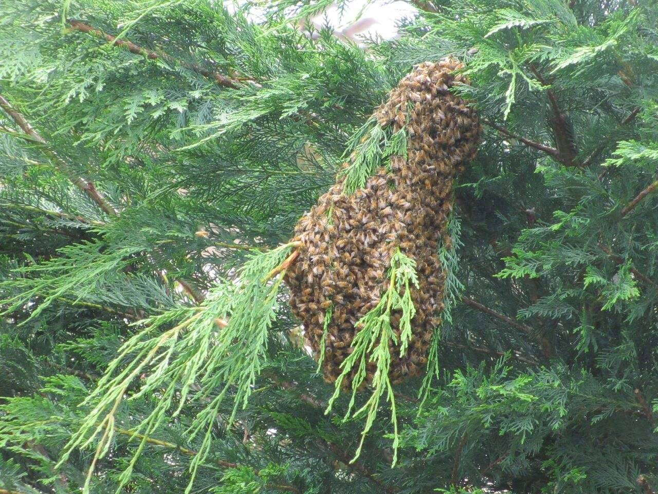 Cypruss tree swarm.jpg