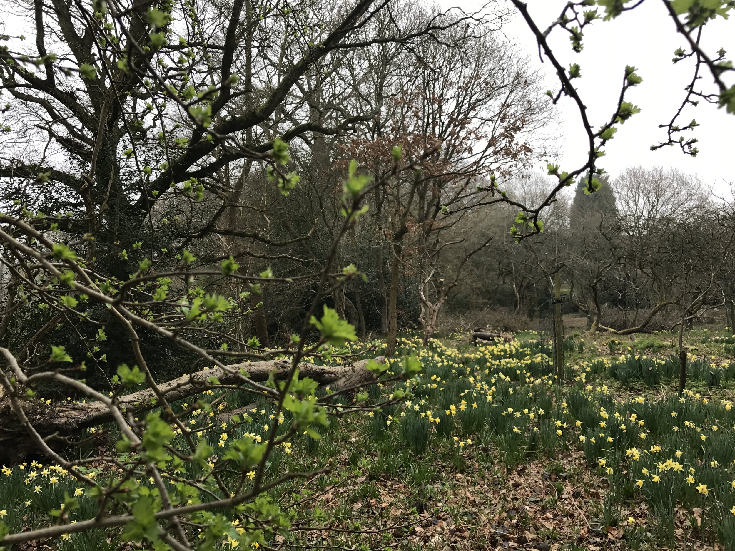 As I was preparing for our Mum Heart conference in London, my sweet friends spoiled me with a couple of nights at this lovely old home/turned inn that used to be the private home of the Gilberts of Gilbert and Sullivan musicals fame. I meandered the many acres by myself for hours and breathed in the beauty of spring, blooms and life that was everywhere a reflection of eternal life. . So sweet to my soul.