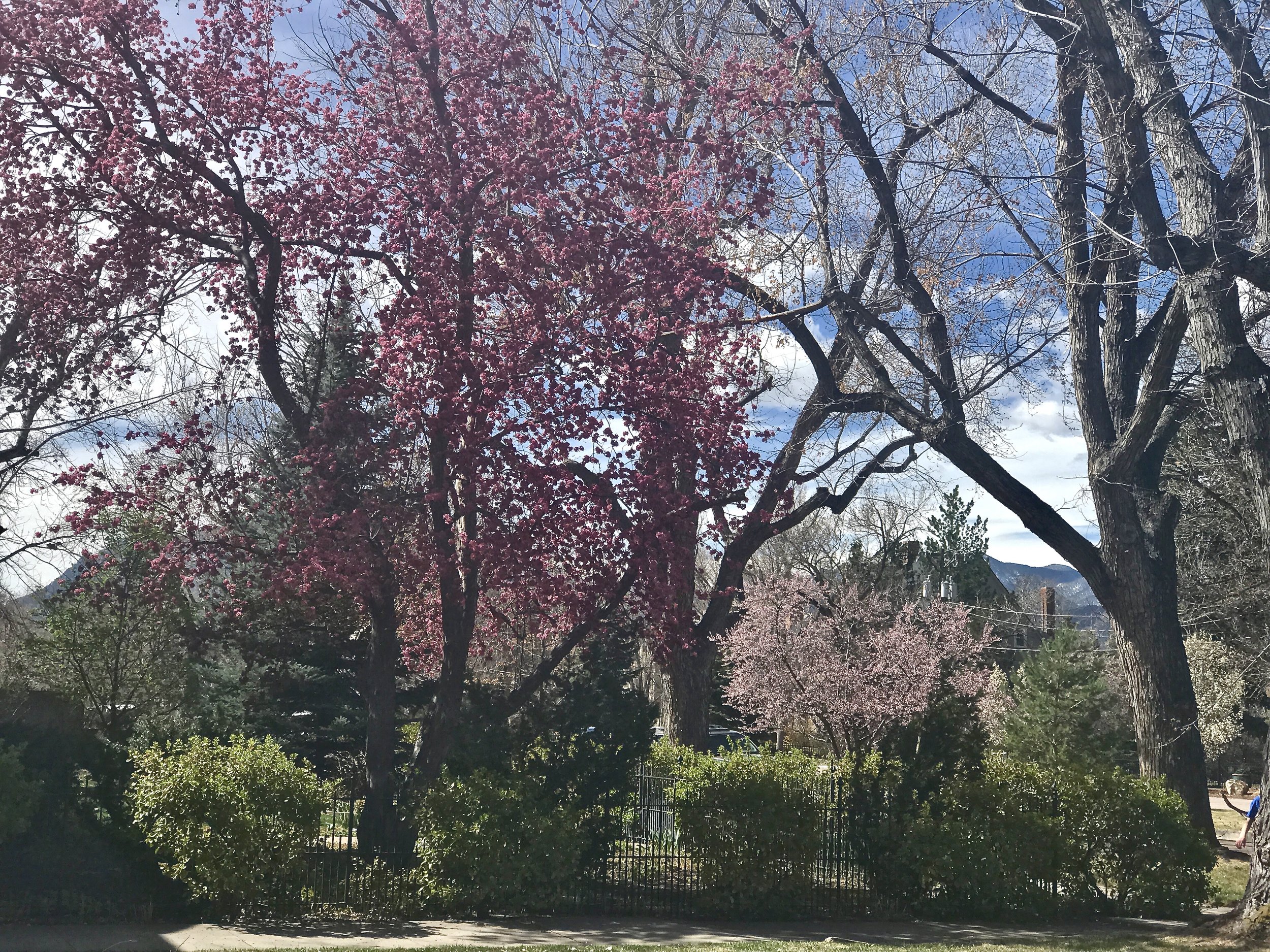 Spring is wild and uncontainable, so ever-present along my Colorado walks just now, but a visual reflection of His loveliness and redemption that is a promise. 
