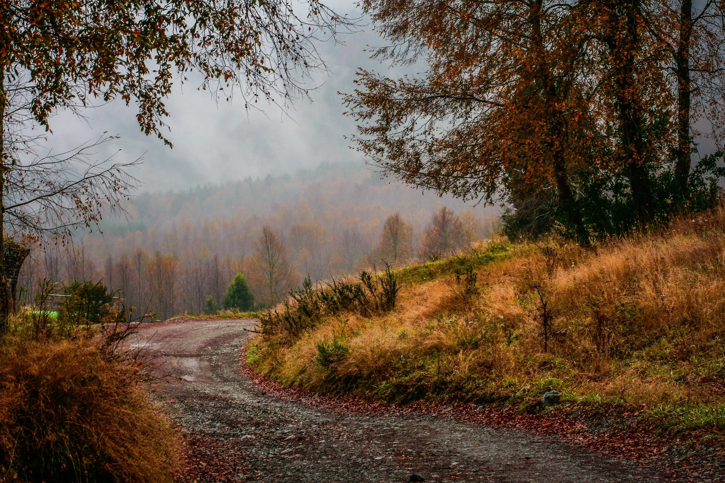 Forest Path - ricardo-alfaro-267801-unsplash.jpg